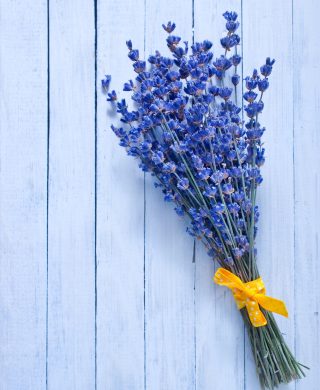 lavender